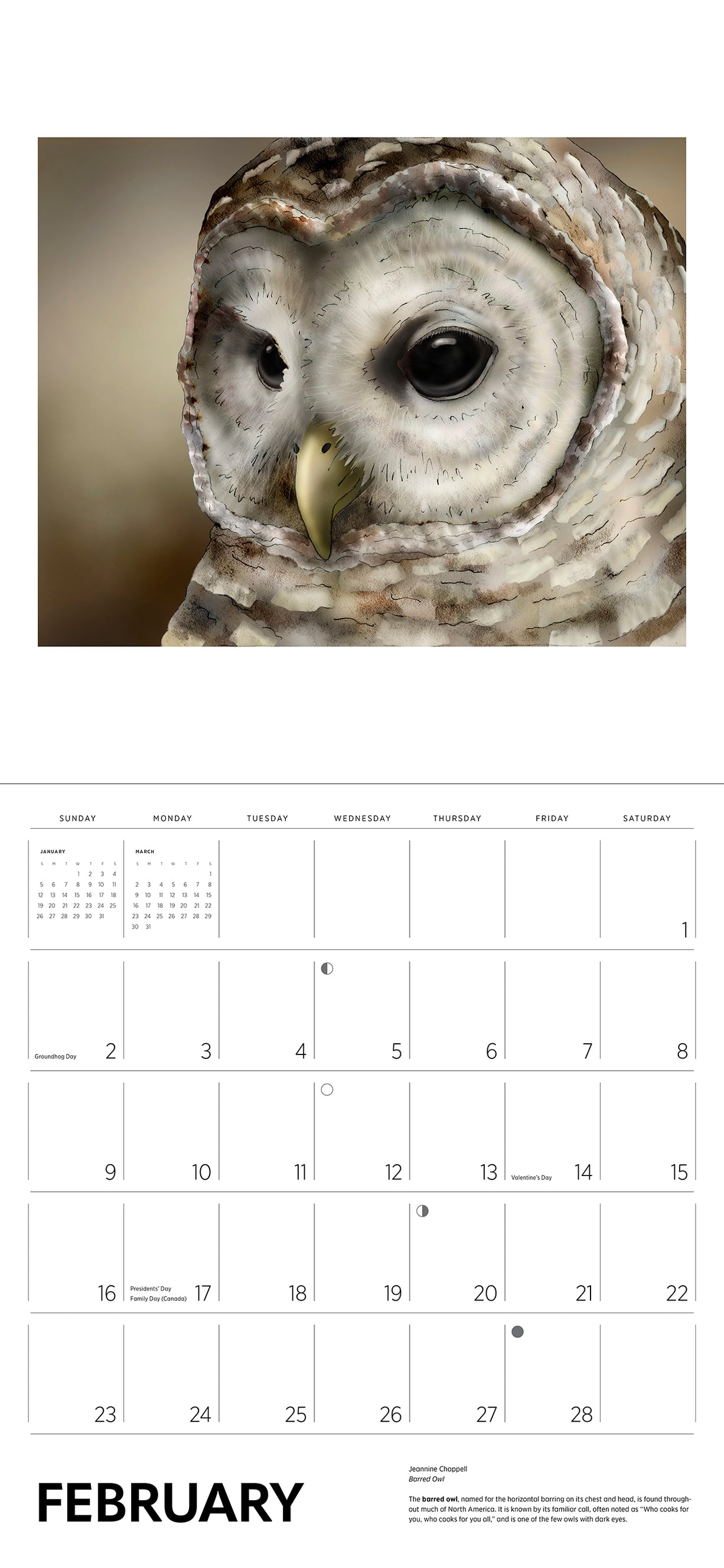 Owls 2025 Jeannine Chappell Wall Calendar    