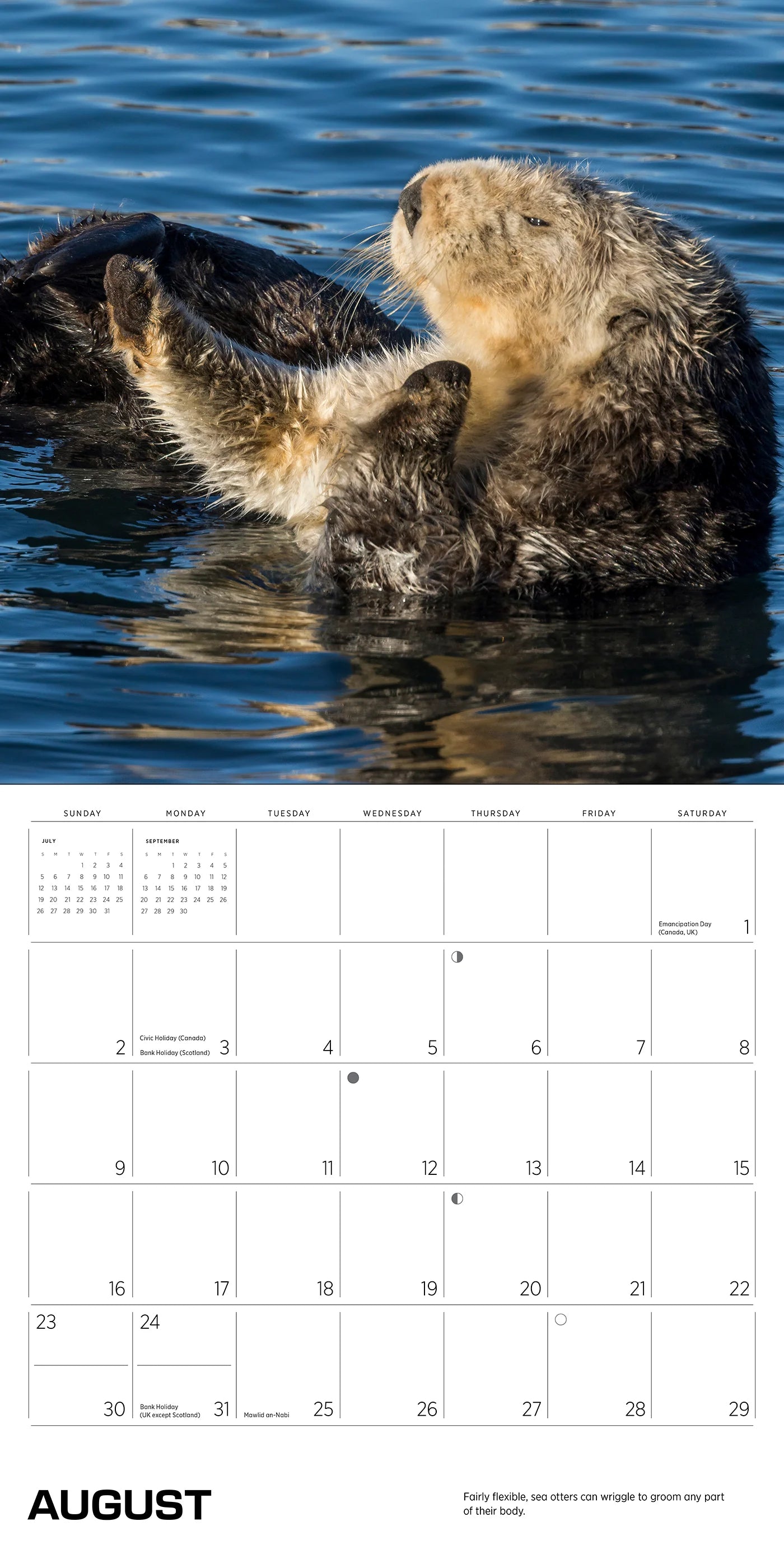 Sea Otters: Photographs by Tom and Pat Leeson