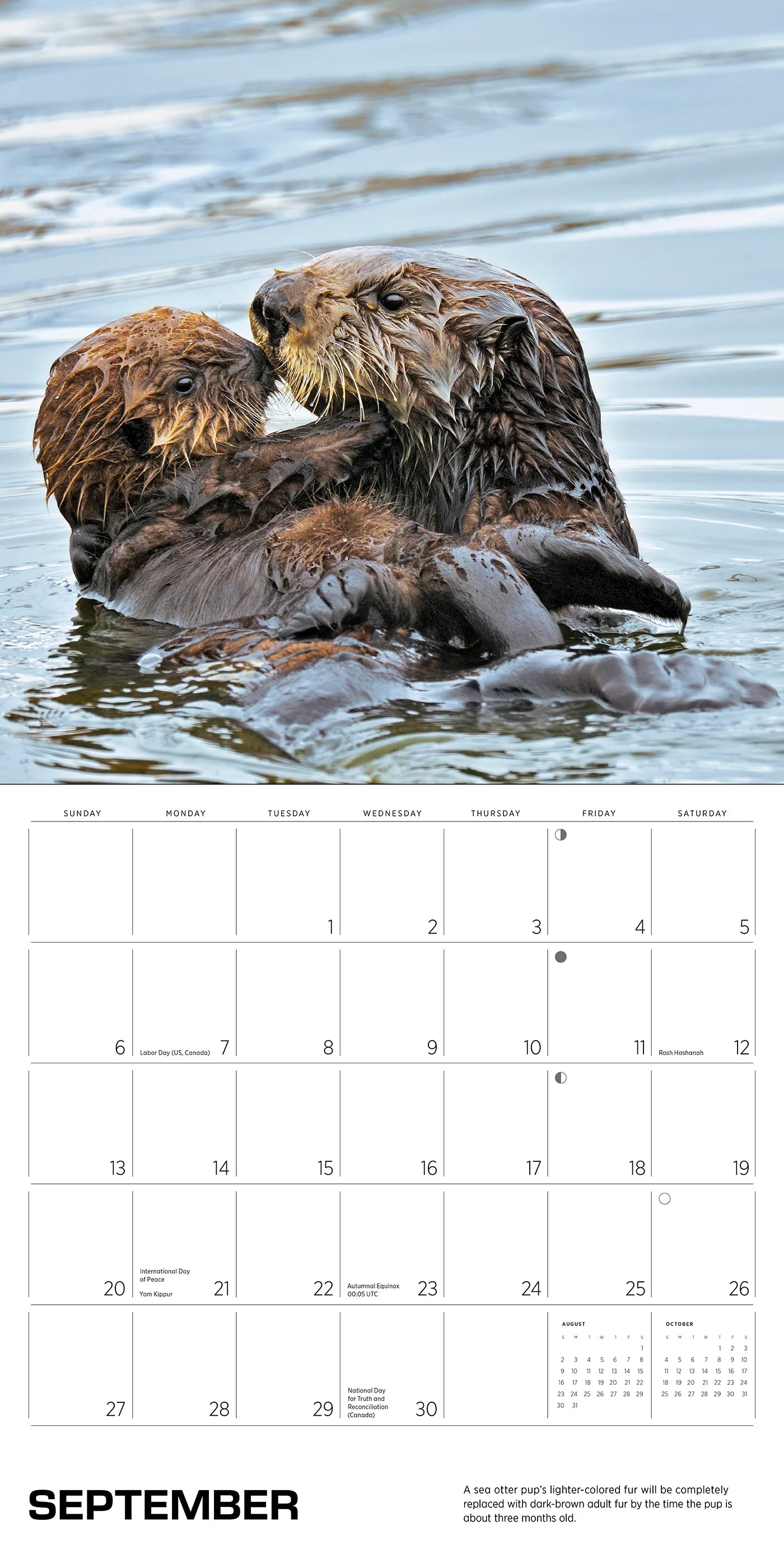 Sea Otters: Photographs by Tom and Pat Leeson