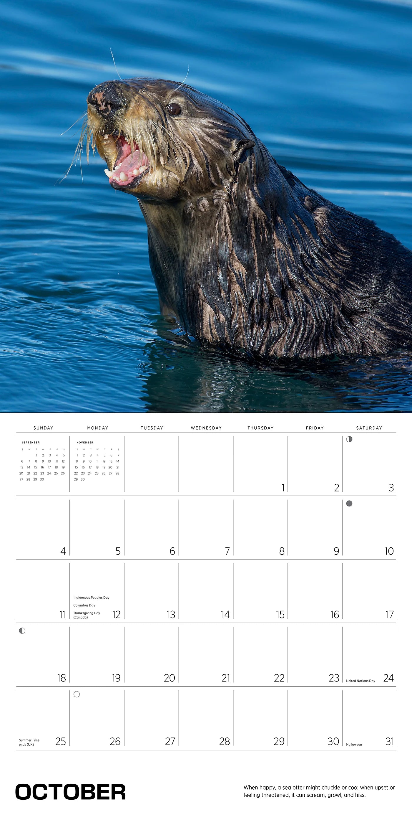 Sea Otters: Photographs by Tom and Pat Leeson