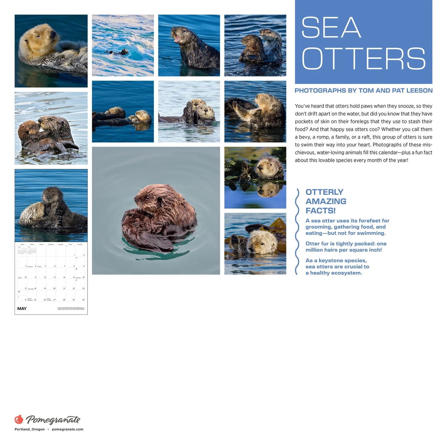 Sea Otters: Photographs by Tom and Pat Leeson