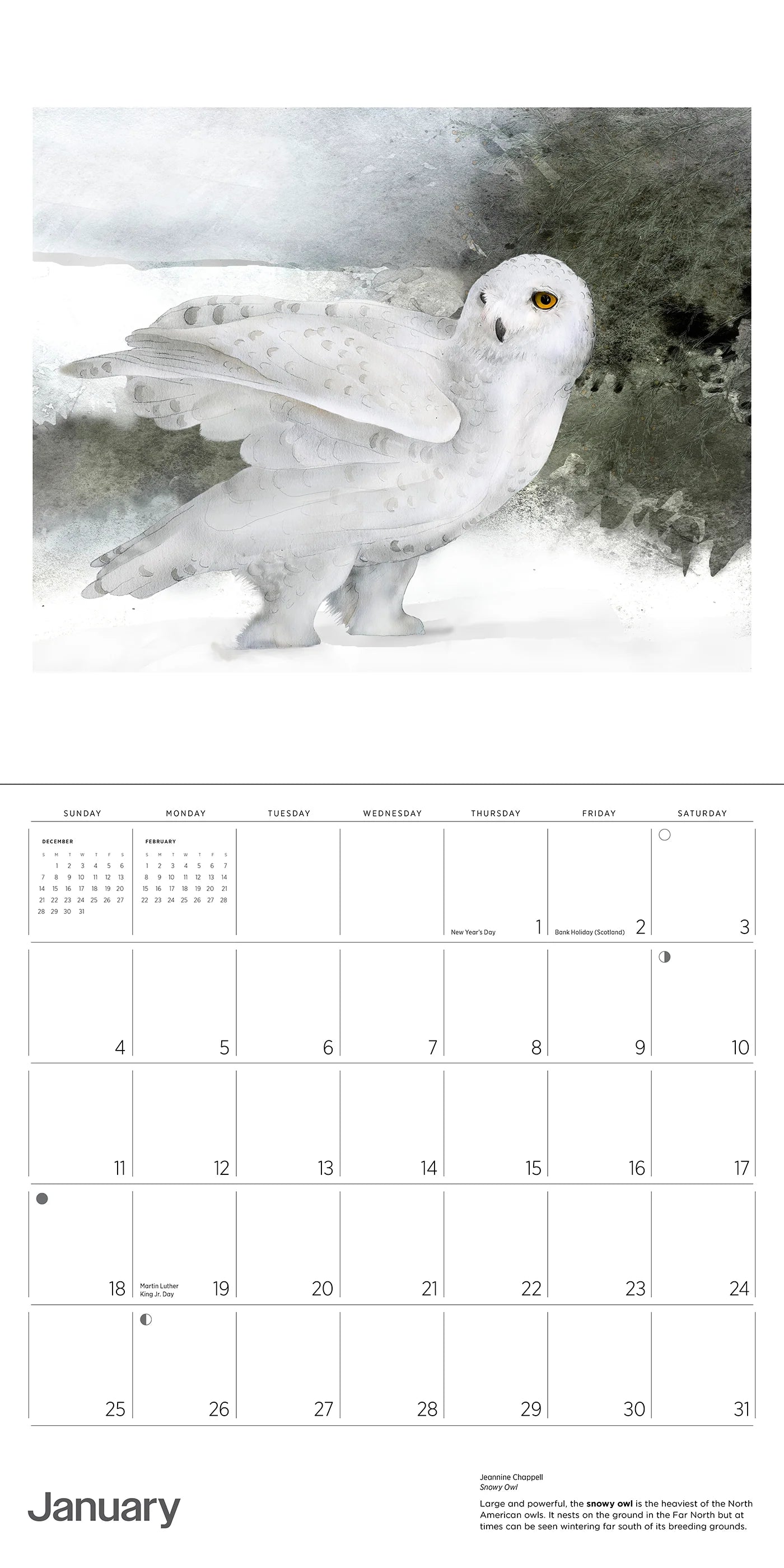 Owls: Jeannine Chappell 2026 Wall Calendar