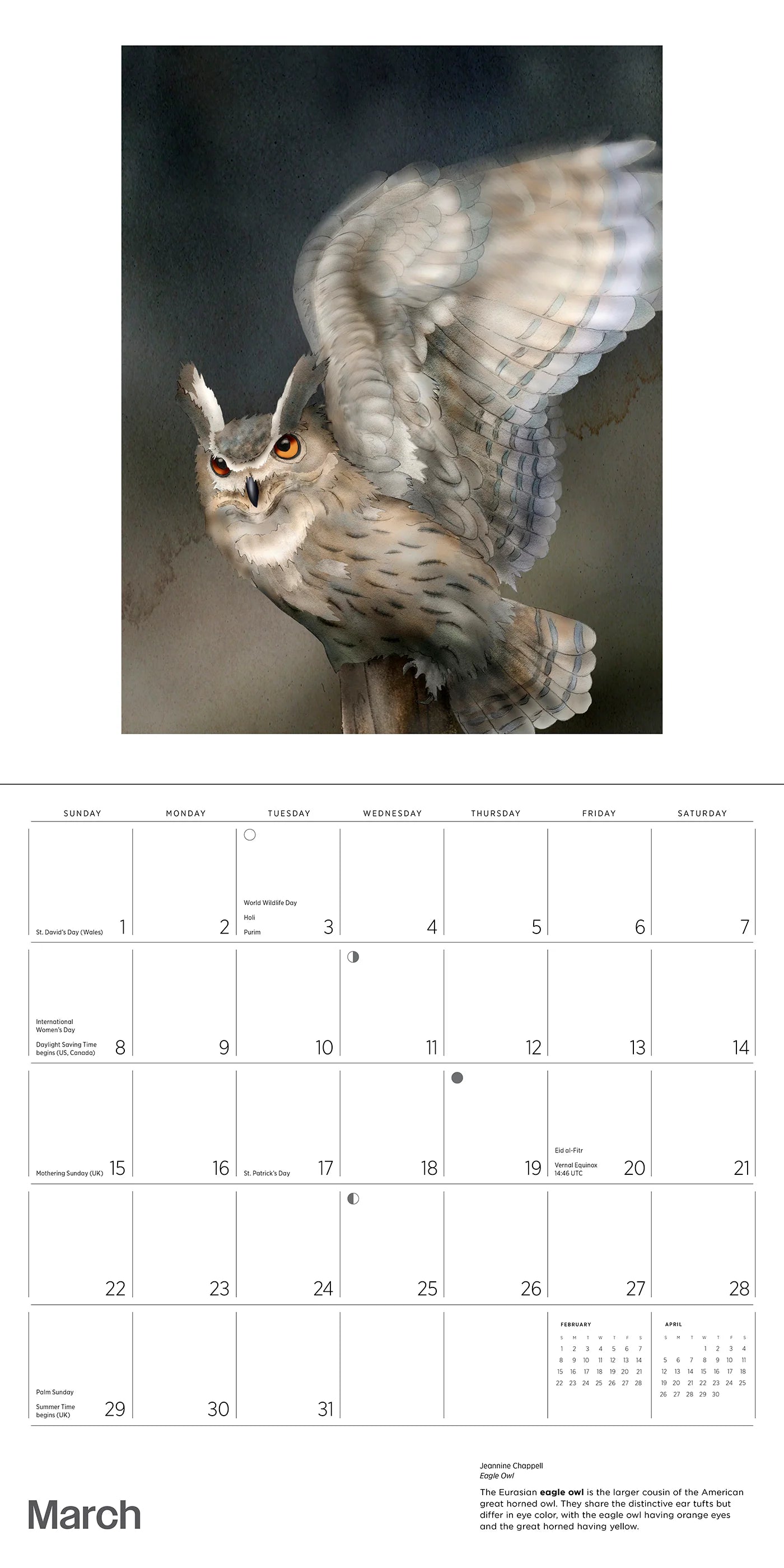 Owls: Jeannine Chappell 2026 Wall Calendar