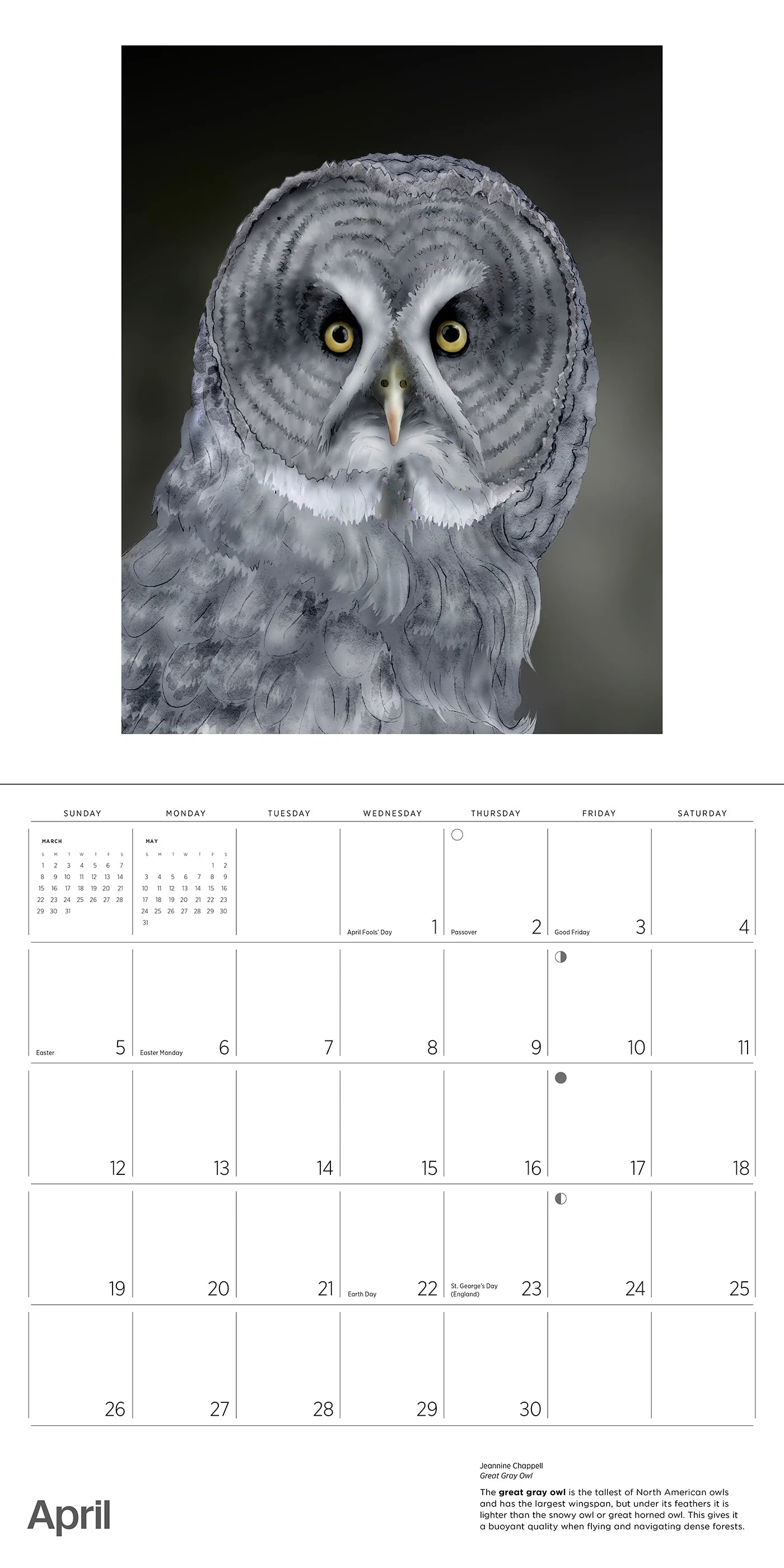 Owls: Jeannine Chappell 2026 Wall Calendar