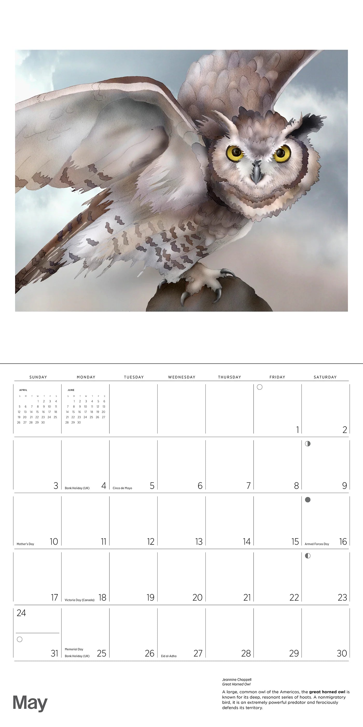 Owls: Jeannine Chappell 2026 Wall Calendar