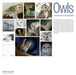 Owls: Jeannine Chappell 2026 Wall Calendar