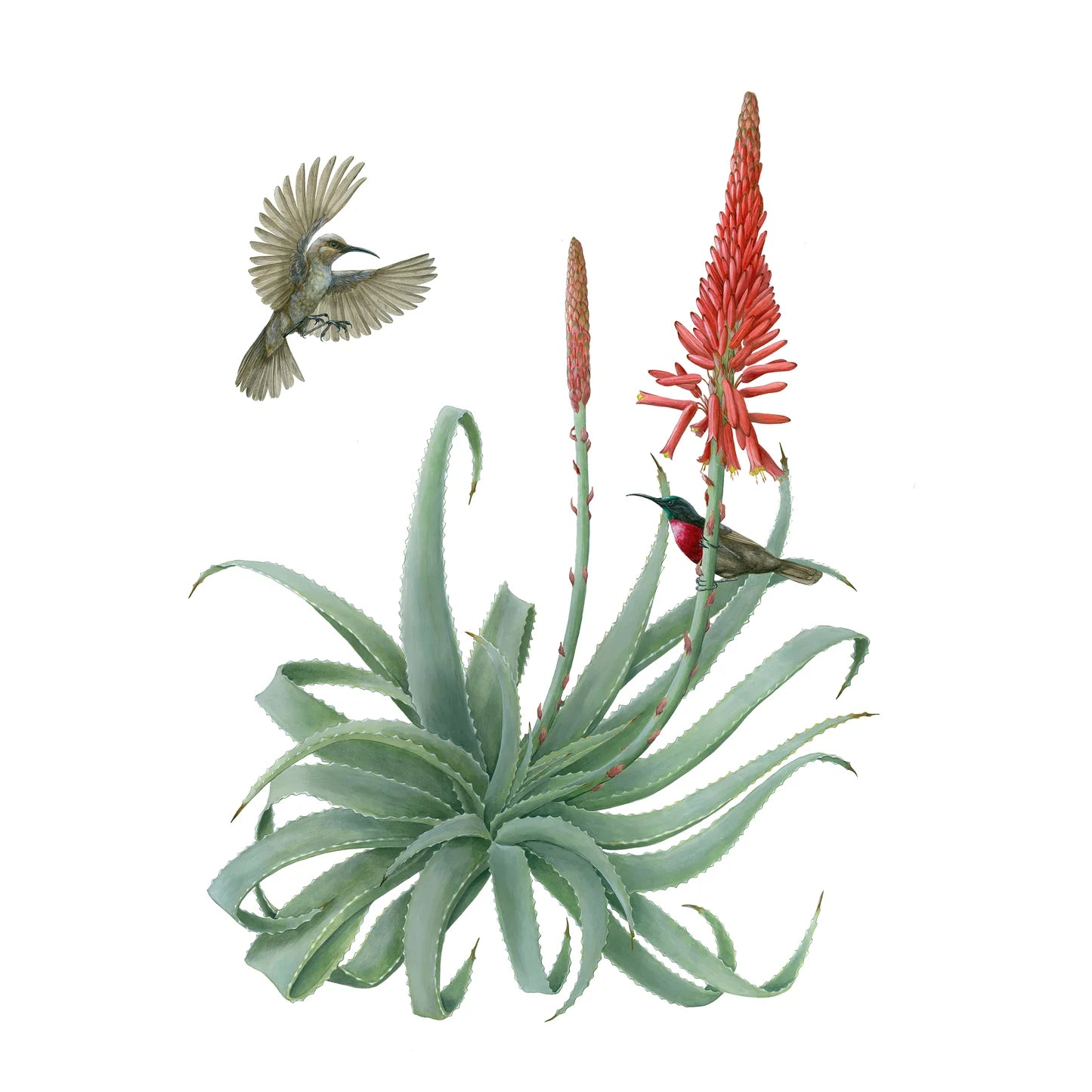 POM Erin E. Hunter: Pollinators 2027 Wall Calendar