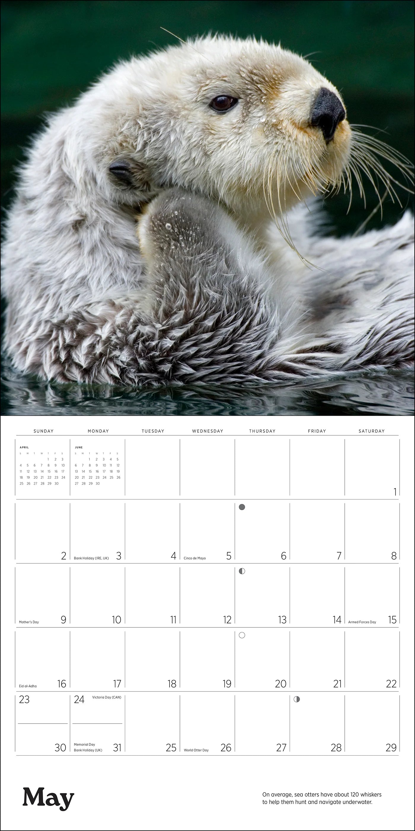 POM Sea Otters: Photographs by Tom and Pat Leeson 2027 Wall Calendar