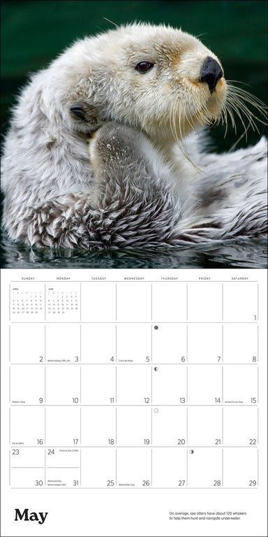 POM Sea Otters: Photographs by Tom and Pat Leeson 2027 Wall Calendar
