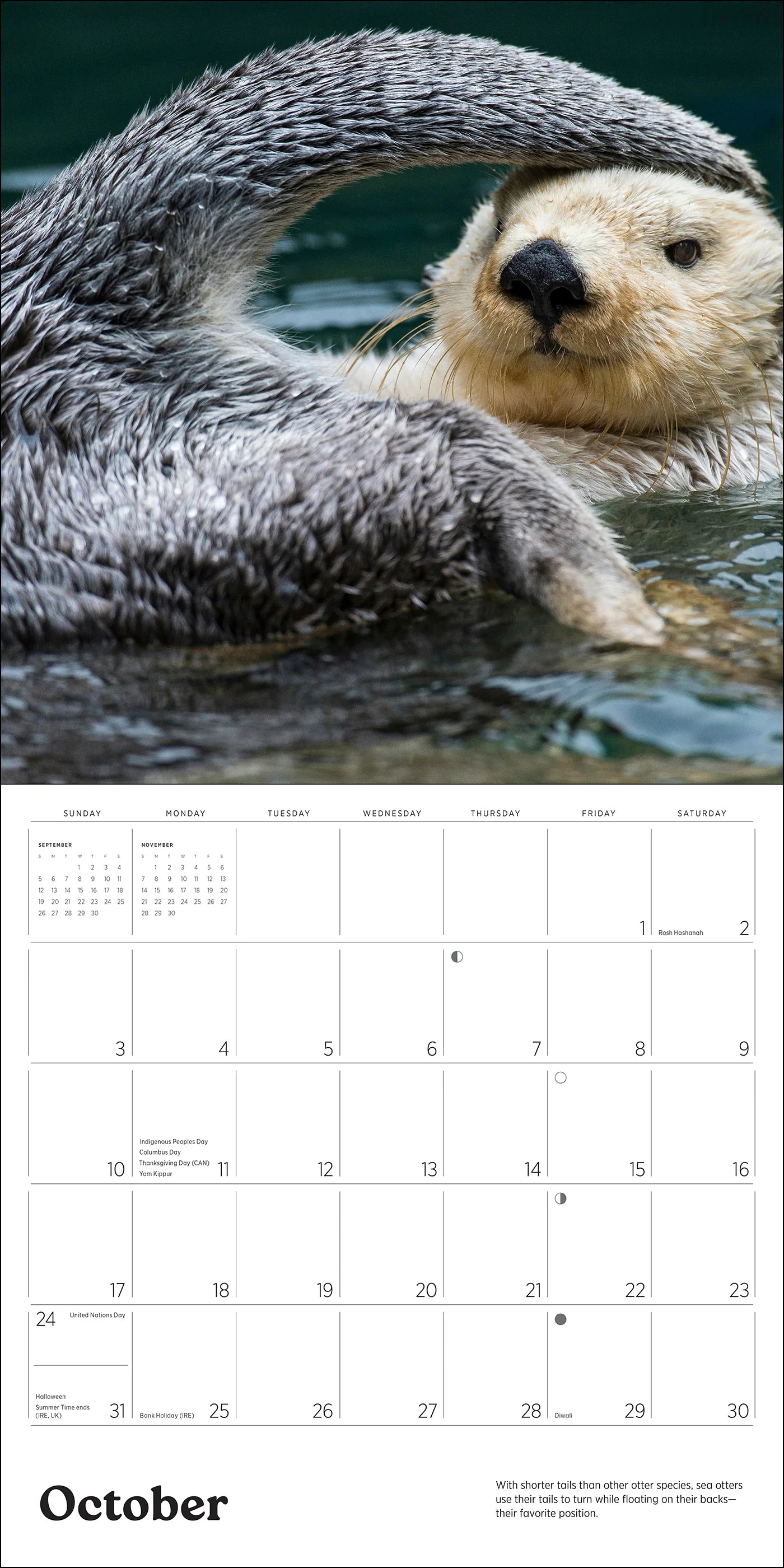 POM Sea Otters: Photographs by Tom and Pat Leeson 2027 Wall Calendar