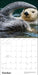 POM Sea Otters: Photographs by Tom and Pat Leeson 2027 Wall Calendar
