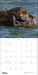 POM Sea Otters: Photographs by Tom and Pat Leeson 2027 Wall Calendar