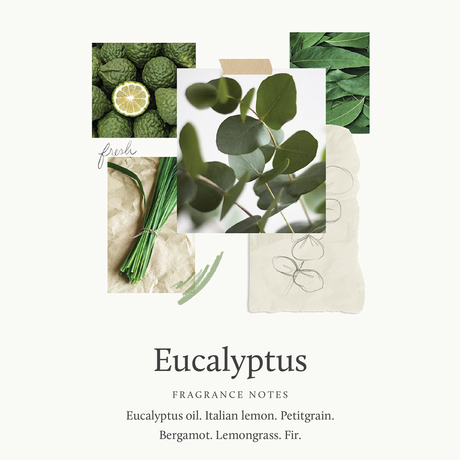 THYMS Eucalyptus Replenishing Hand Lotion