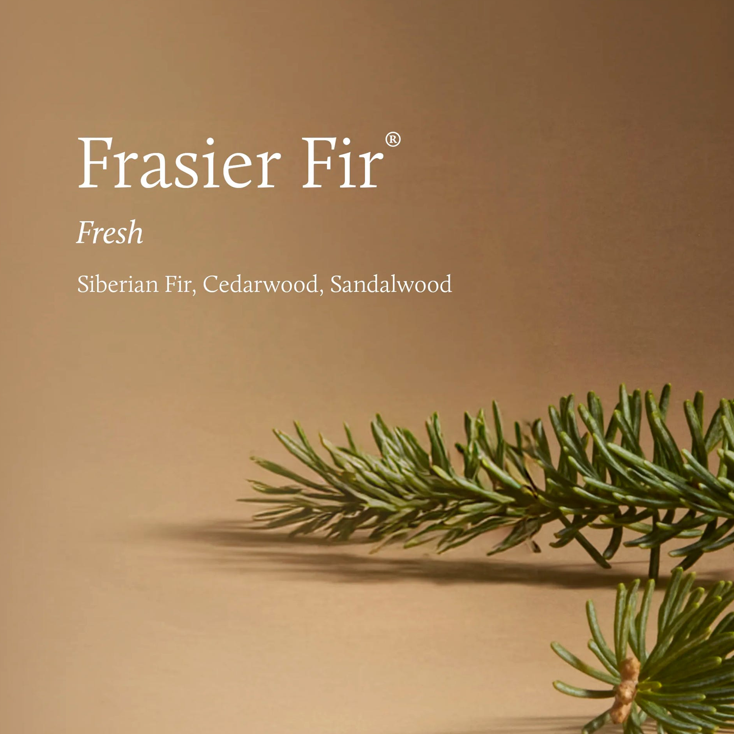THYMS Frasier Fir Tidings 13 oz Poured Candle