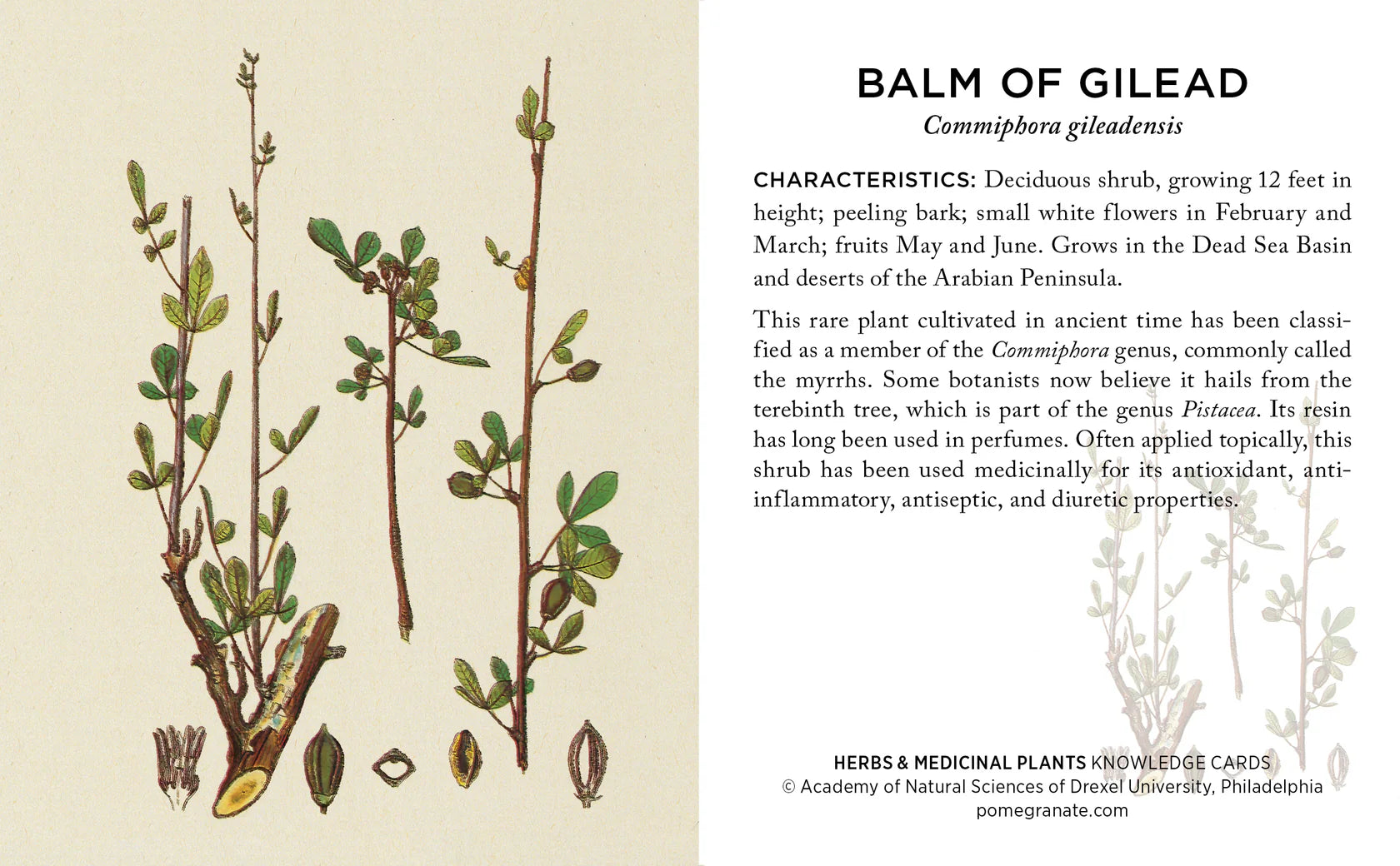 Knowledge Cards - Herbs and Medicinal Plants