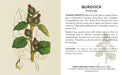 Knowledge Cards - Herbs and Medicinal Plants