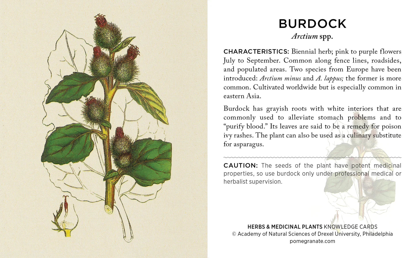 Knowledge Cards - Herbs and Medicinal Plants