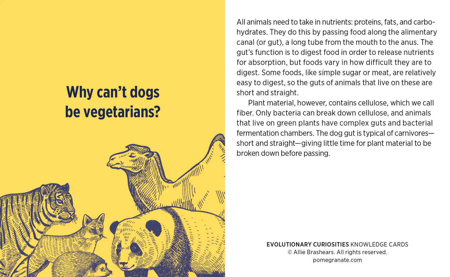 Knowledge Cards - Evolutionary Curiosities