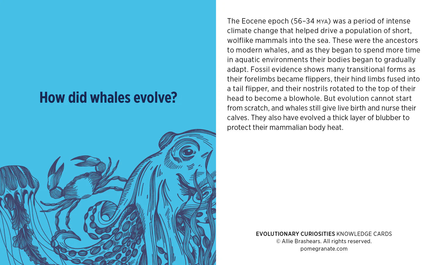 Knowledge Cards - Evolutionary Curiosities