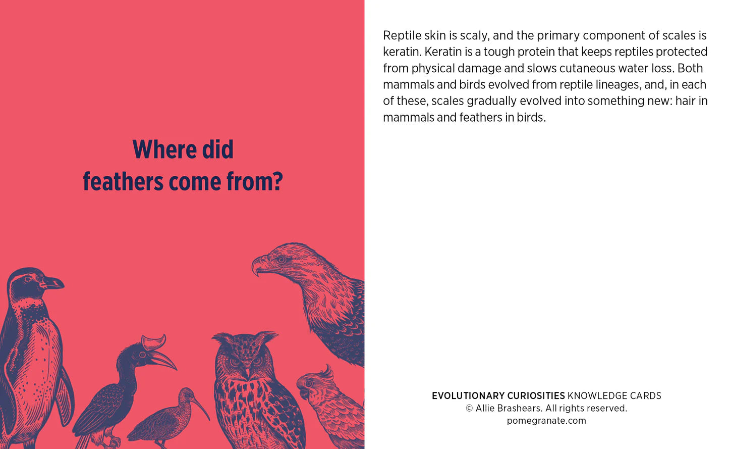 Knowledge Cards - Evolutionary Curiosities