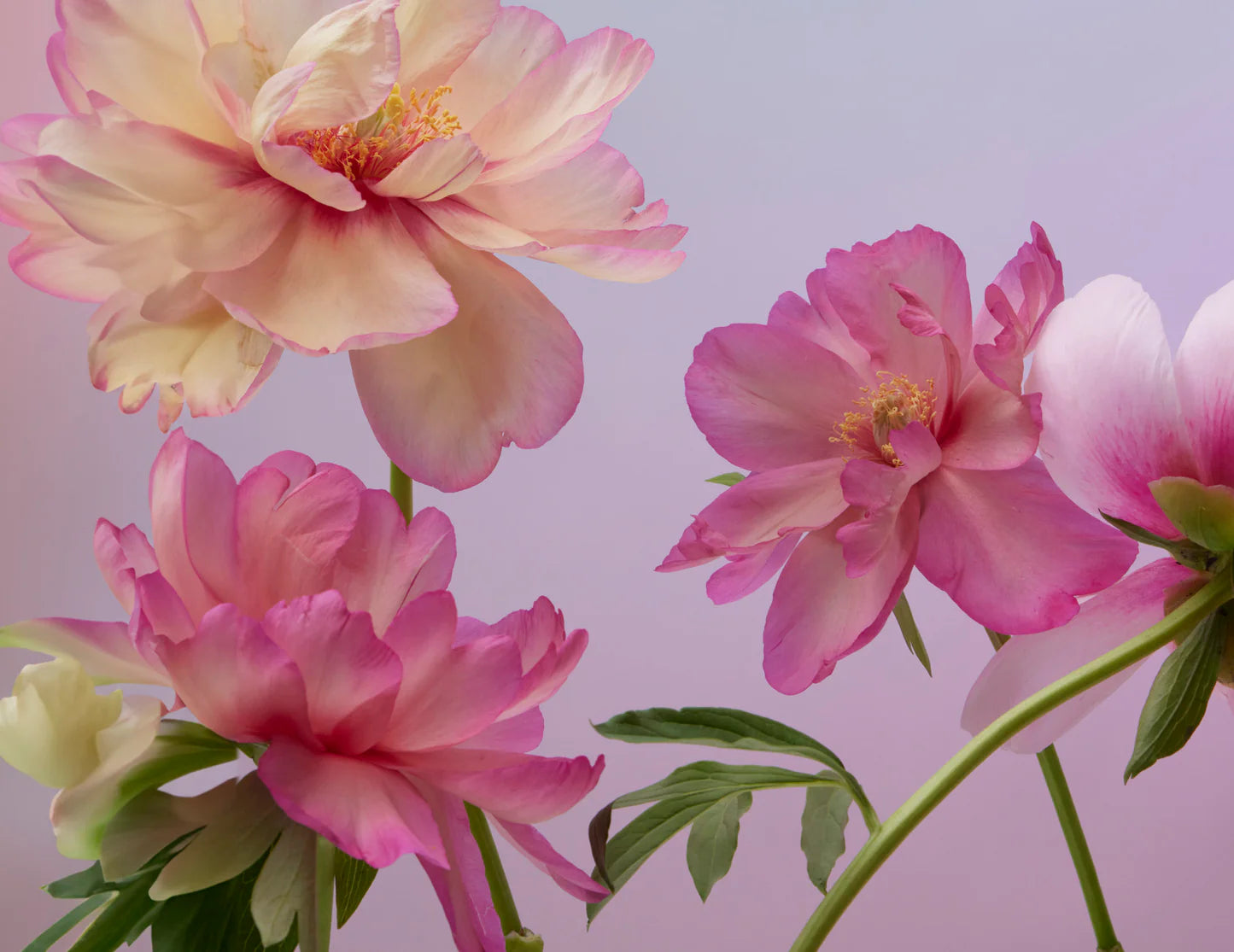 Doan Ly Keepsake Boxed Assorted Note Cards