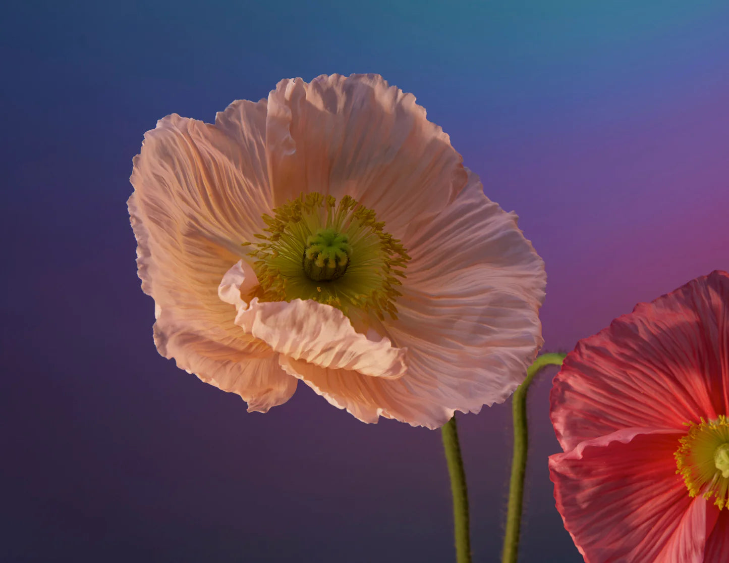 Doan Ly Keepsake Boxed Assorted Note Cards