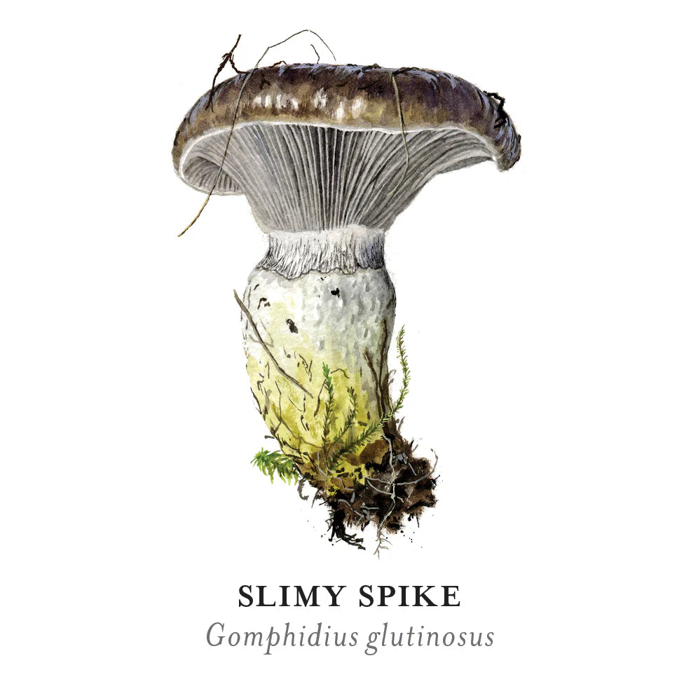 Mushrooms: Alexander Viazmensky Memory Game