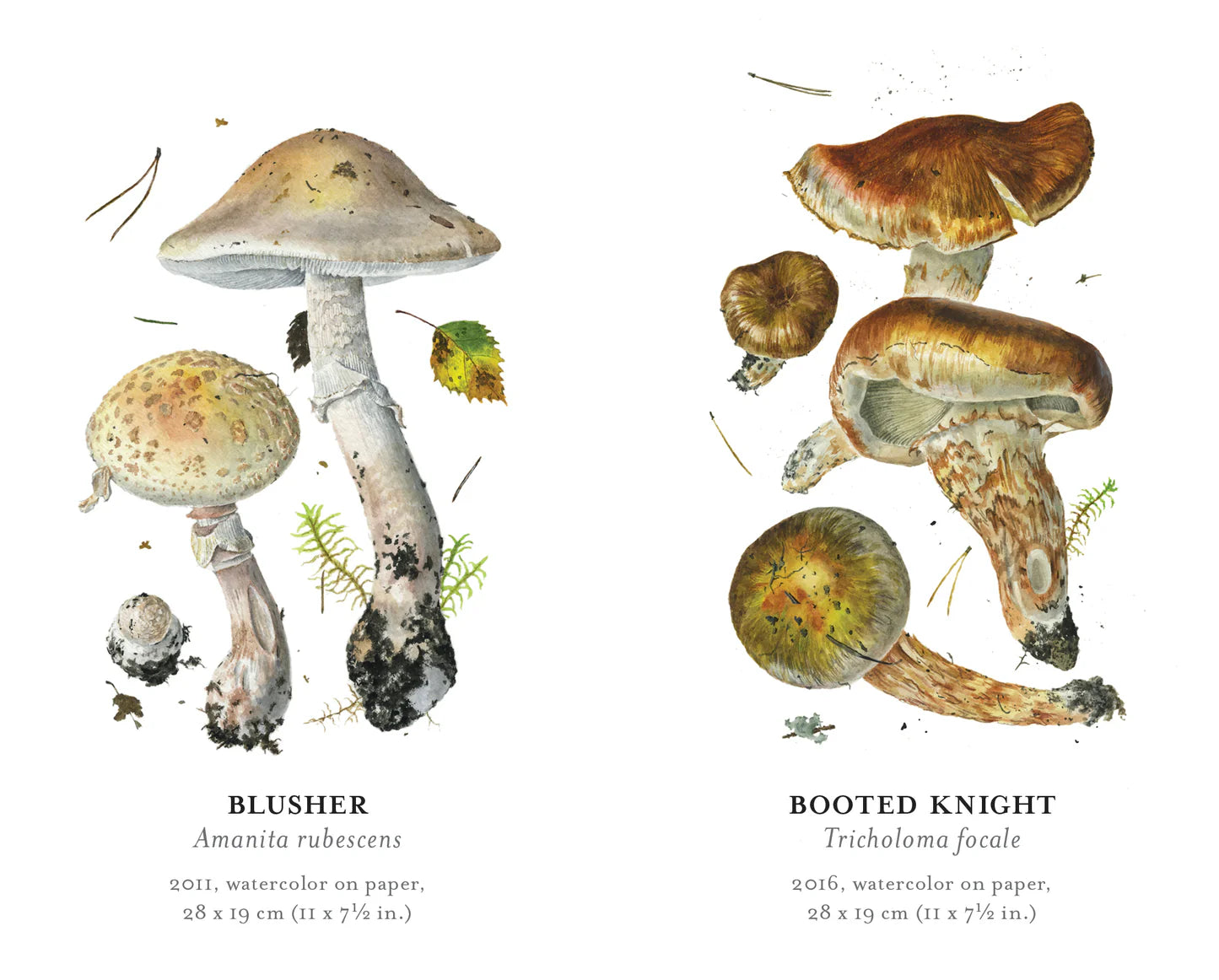 Mushrooms: Alexander Viazmensky Memory Game