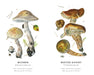 Mushrooms: Alexander Viazmensky Memory Game