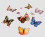 INSECT LORE 3D Foil Butterfly Stickers