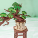 ROBOTIME Evergreen Pine Bonsai DIY Wooden 3D Puzzle