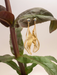 Holly Yashi Gilded Leaf Post Earrings - Gold