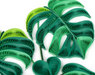Monstera Plant Blank Quilled Greeting Card