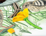Quail with Chicks & Poppies Quilling Card