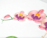 Potted Orchid Thank You Quilling Card
