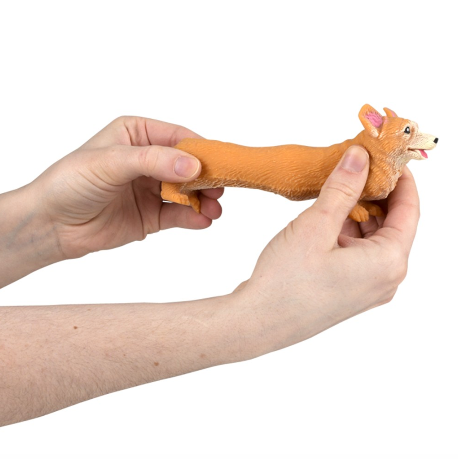 TTN Stretchy, Squish Corgi