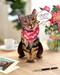 FRCC Brown Tabby Cat Pop-Up Card