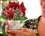 Birch Poinsettia Mini Pop Up Greeting Card