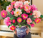FRCC Grande Peony Paradise