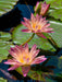 Water Lilies 500 Piece Puzzle