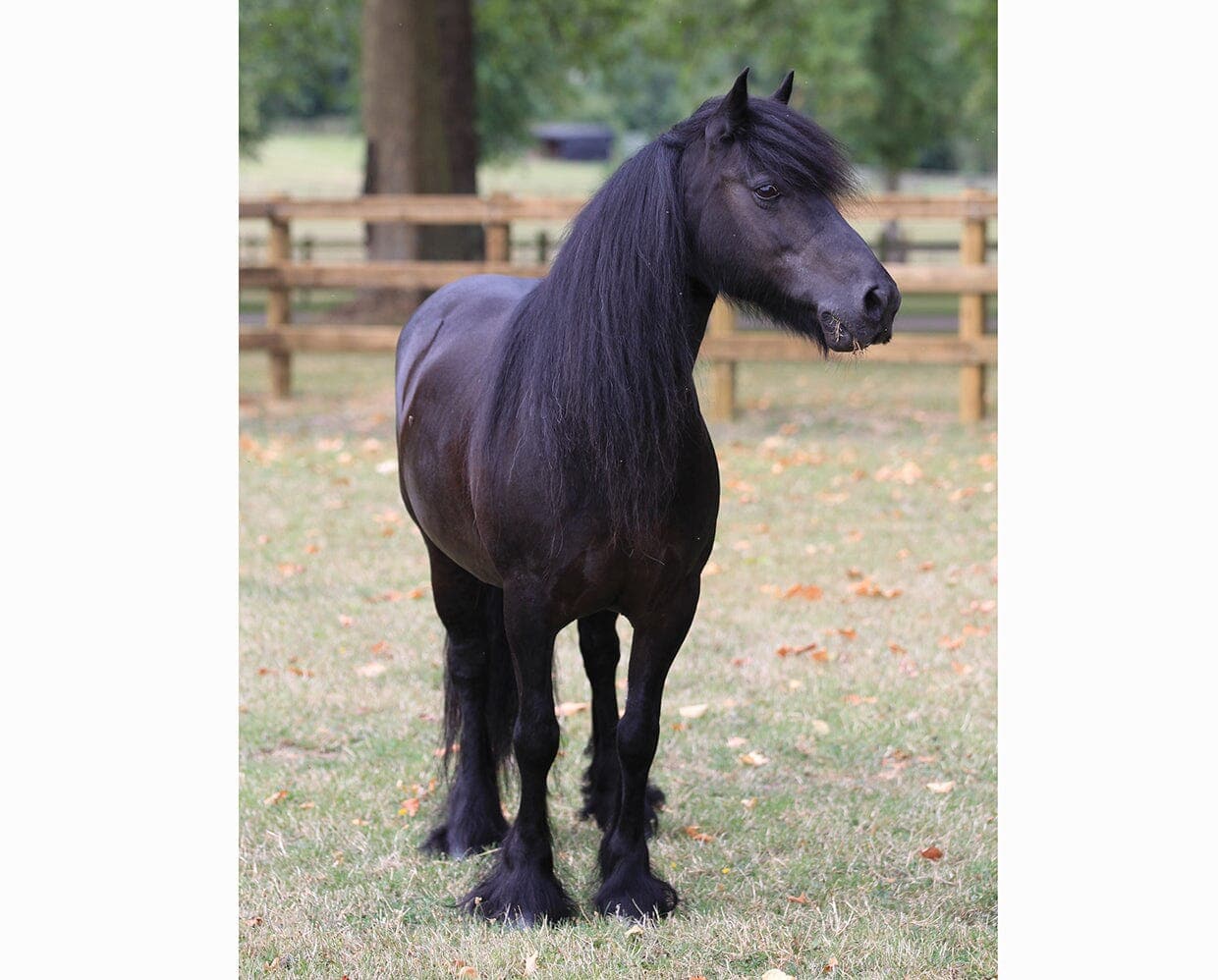 BRYR Carltonlima Emma