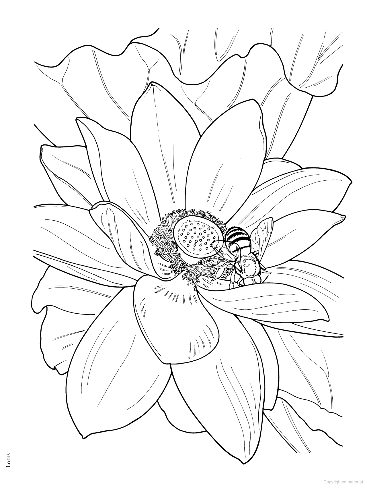 DVR Creative Haven® Coloring Book: In Full Bloom