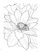 DVR Creative Haven® Coloring Book: In Full Bloom