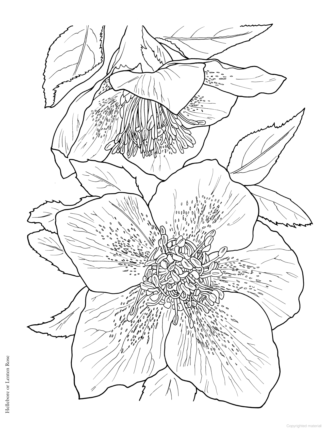 DVR Creative Haven® Coloring Book: In Full Bloom
