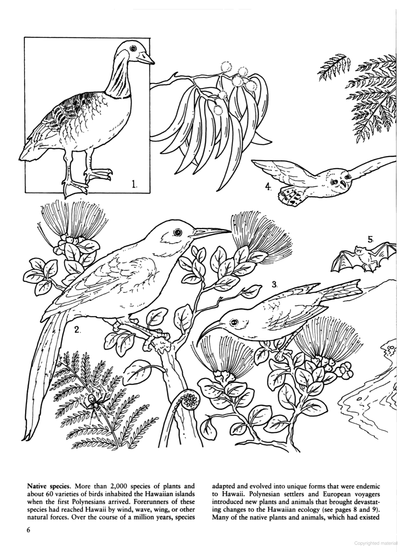 DVR Story of Hawaii Coloring Book