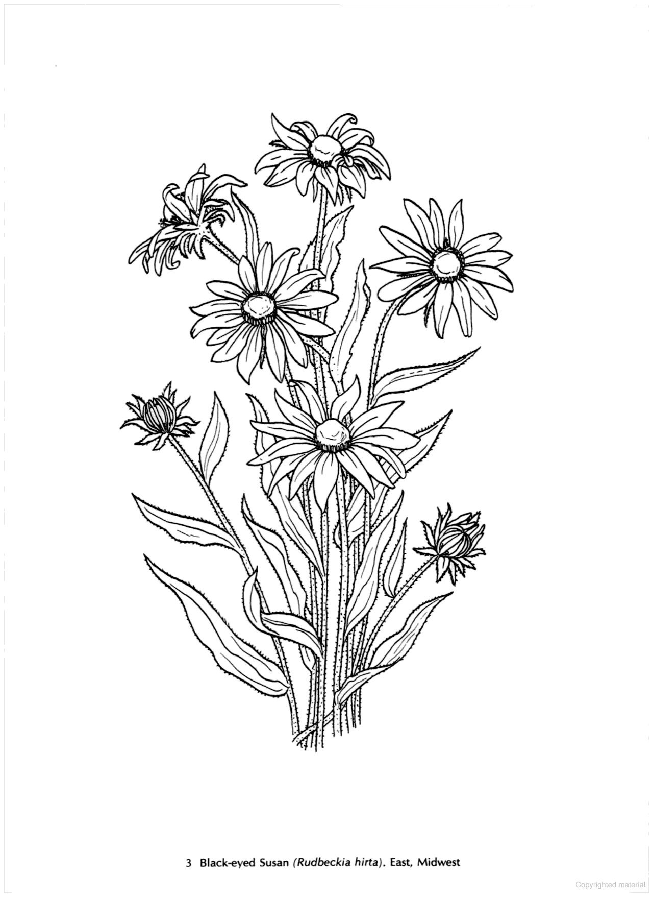 DVR American Wild Flowers Coloring Book