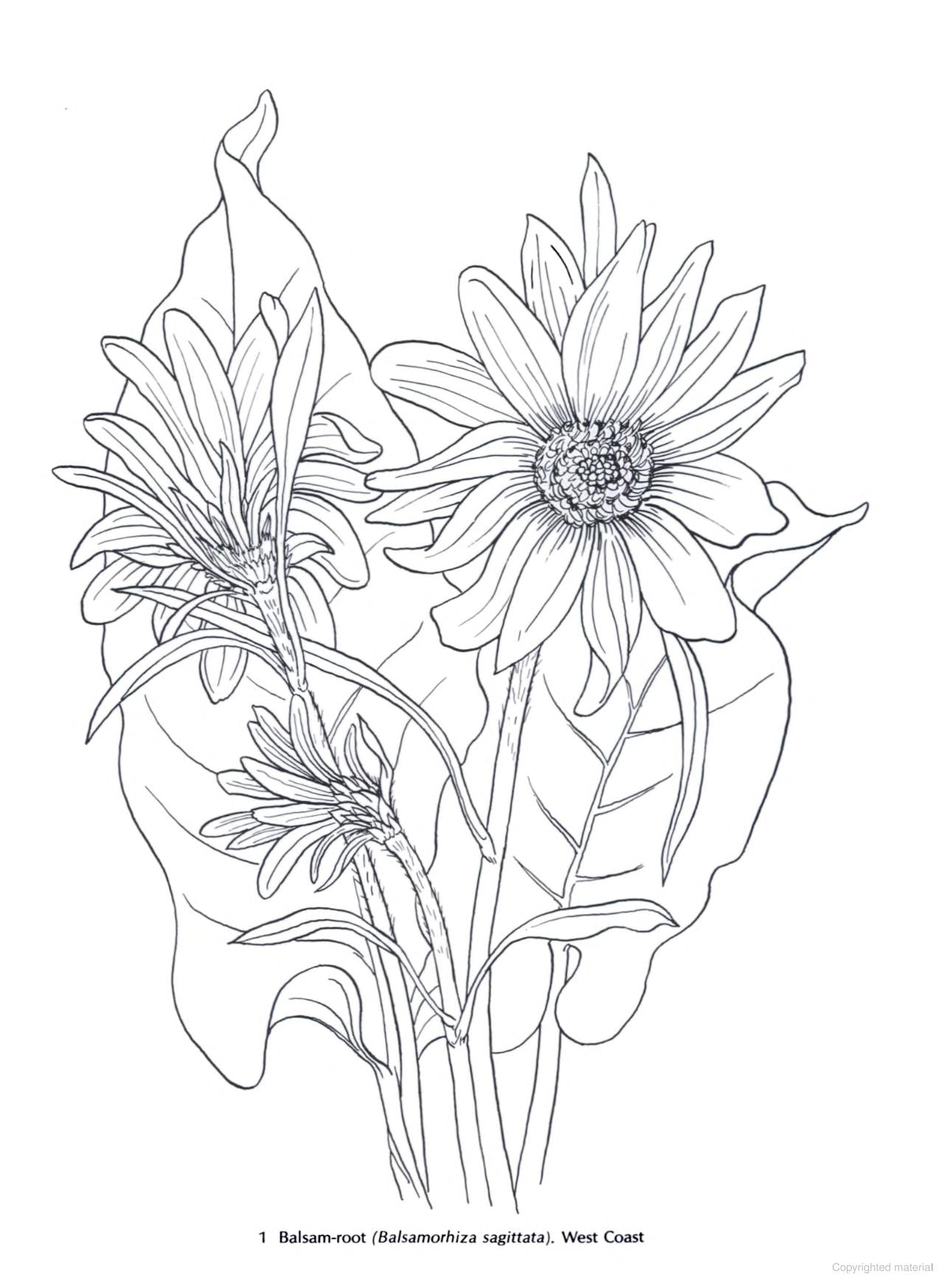 DVR American Wild Flowers Coloring Book