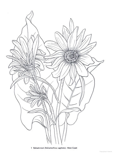 DVR American Wild Flowers Coloring Book