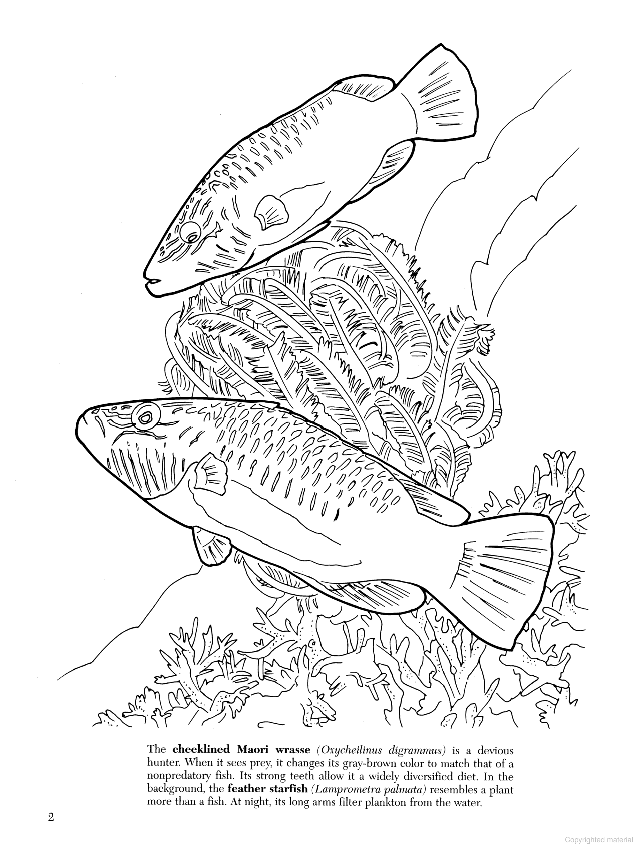 DVR Great Barrier Reef Coloring Book