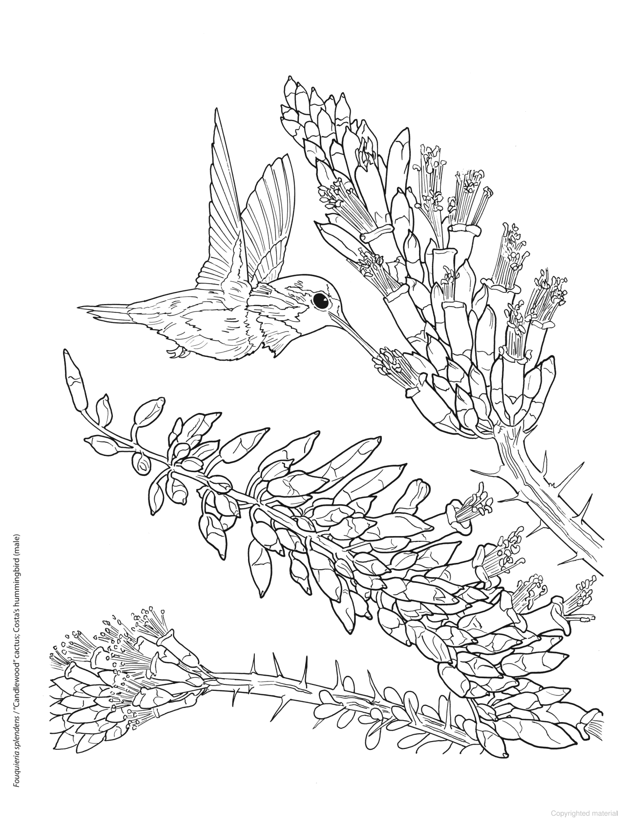 DVR Creative Haven® Coloring Book: Desert Blooms